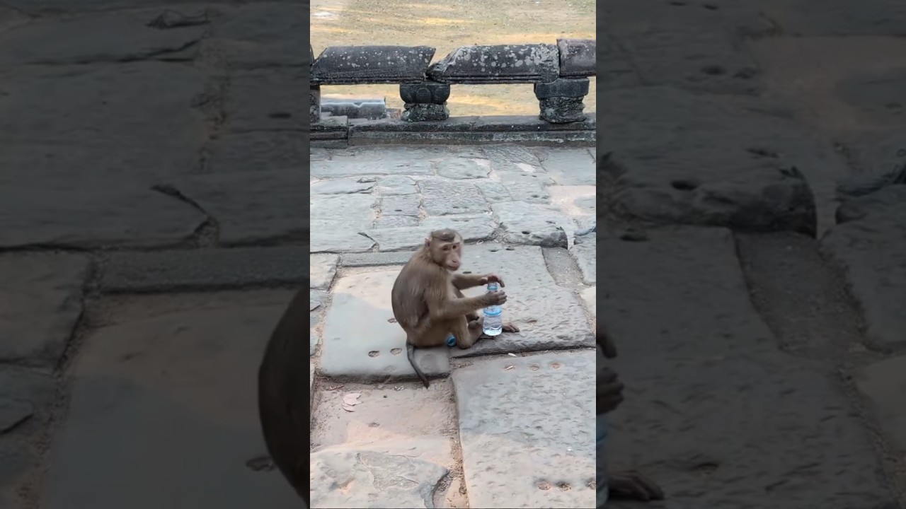 The Fascinating Monkeys of Bayon 🐒