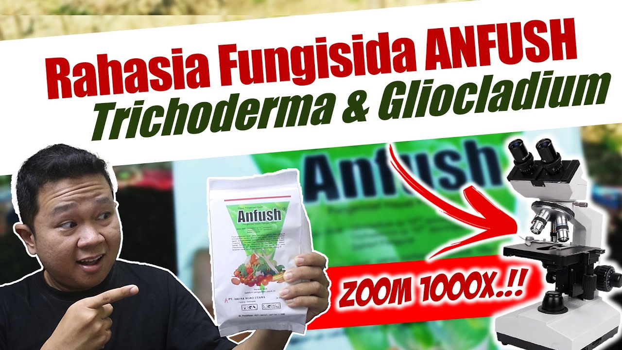 REVIEW FUNGISIDA HAYATI MEREK ANFUSH ❗❗. TRICHODERMA & GLIOCLADIUM PENCEGAH LAYU FUSARIUM