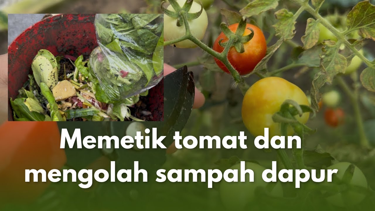 Kegiatan ibu rumah tangga memetik tomat dan mengolah sampah dapur