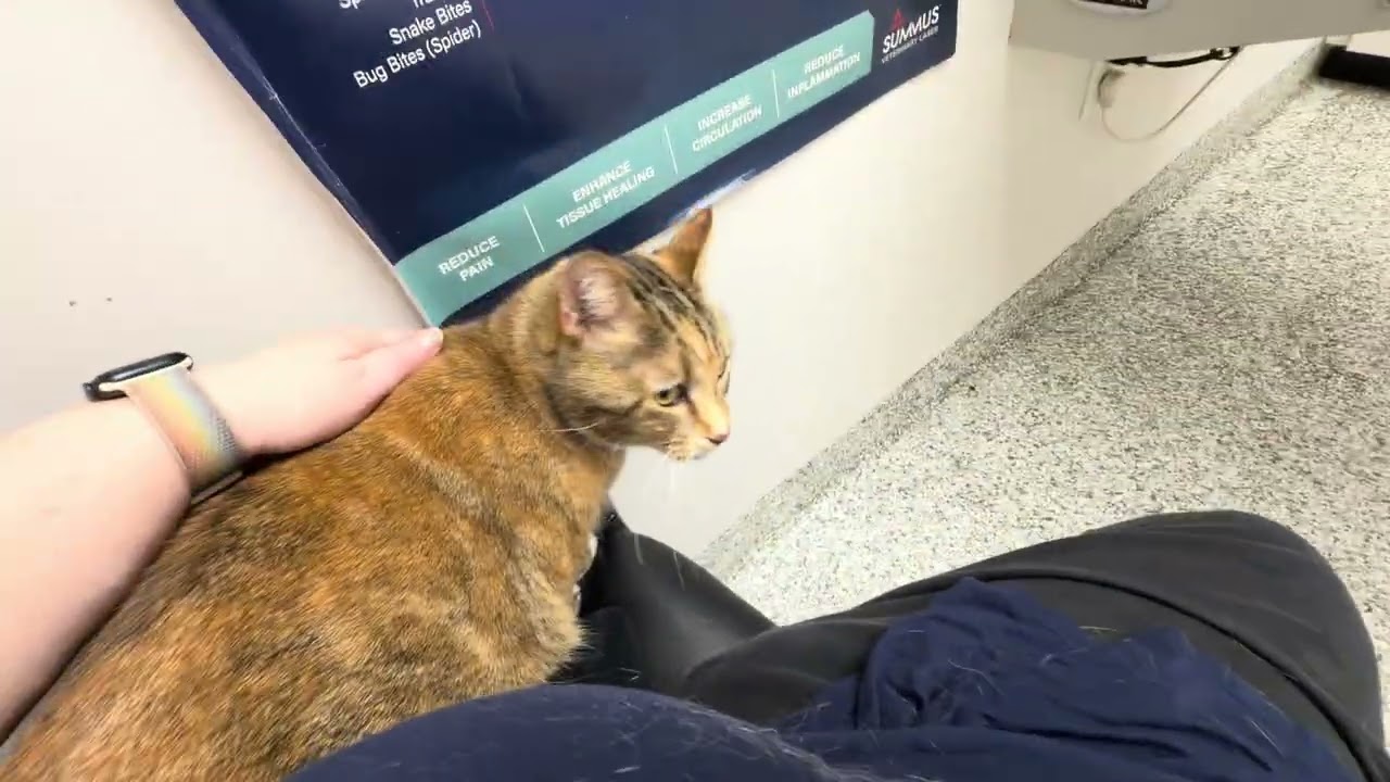At&eacute; is always so curious and active at the vet!