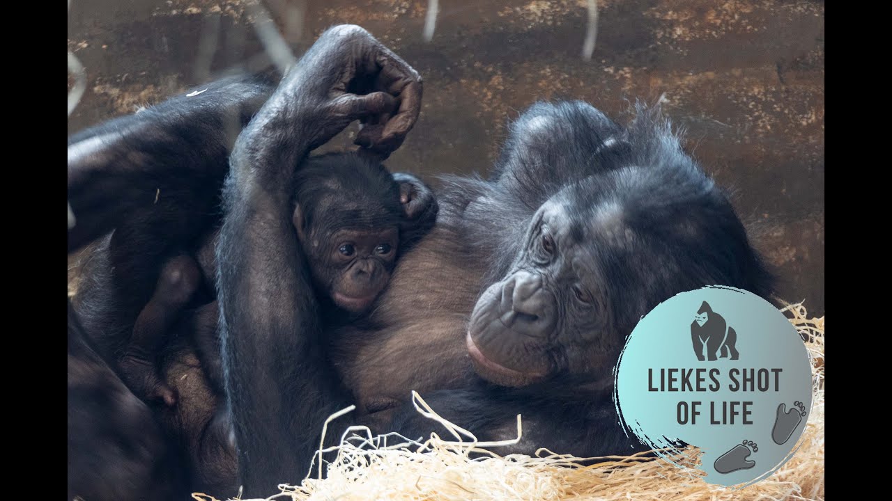 BABY BONOBO ONE MONTH OLD AND ACTIVE
