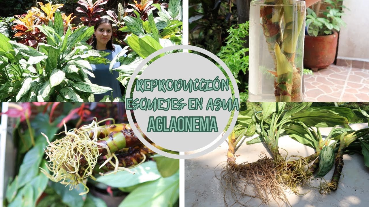 Aglaonema// Reproducción por esquejes mediante agua. 🍃
