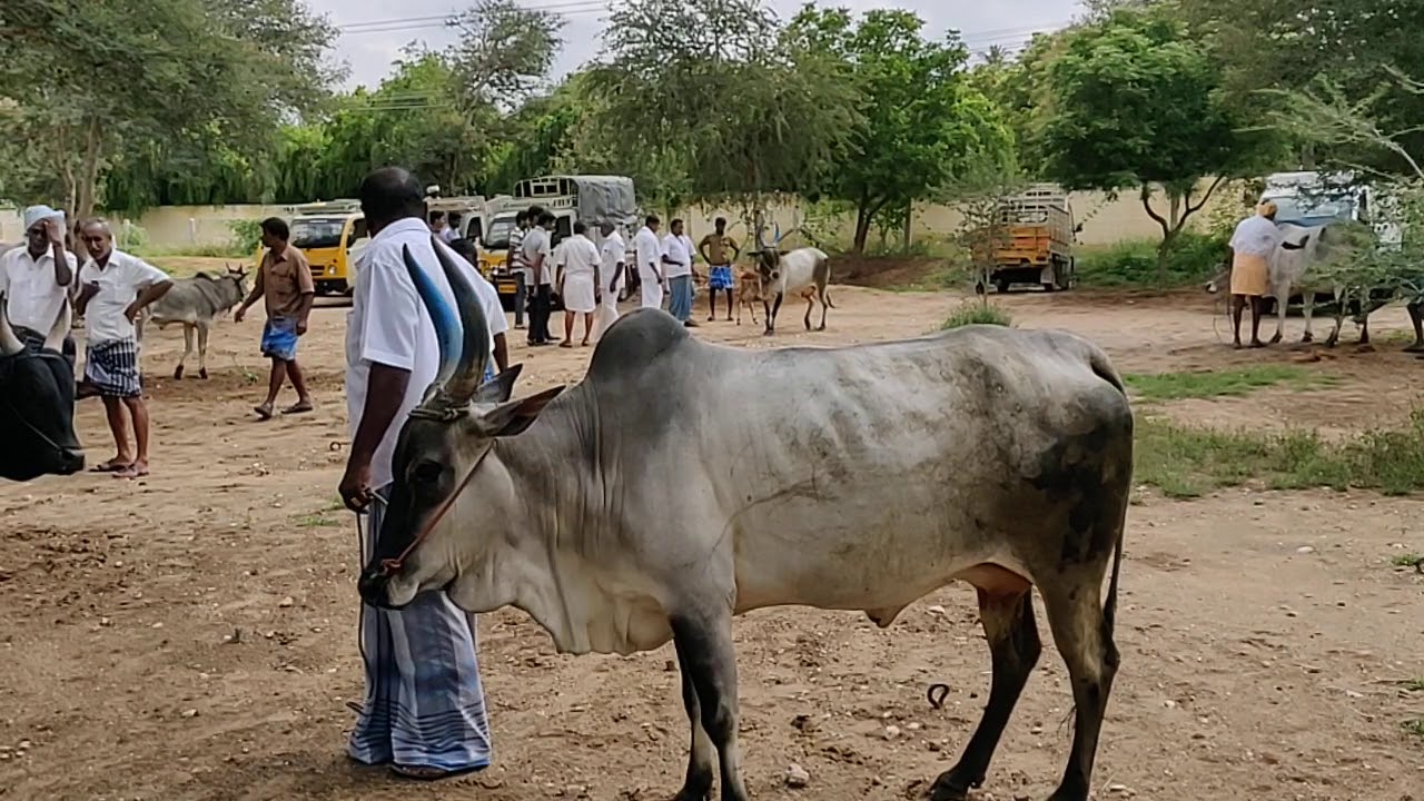 Palayakottai mattu santhai