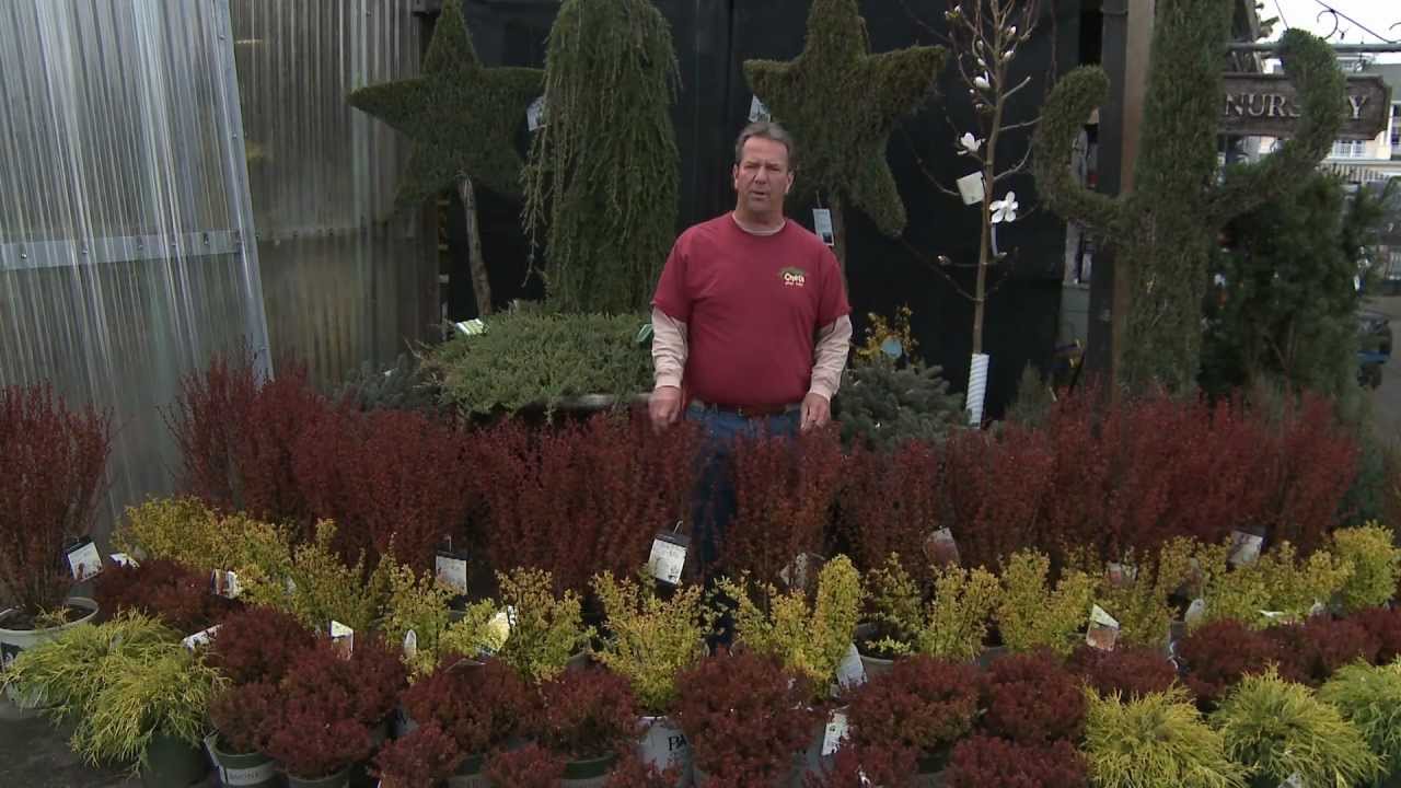 Barberries - Chet's Garden Center
