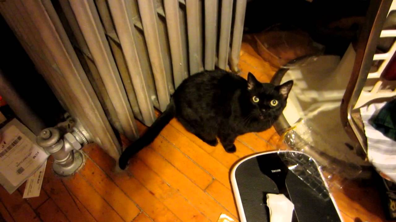 MEOWWWW 100,000 SUBSCRIBERS