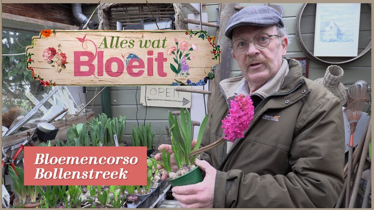 Bloemencorso Bollenstreek | Alles Wat Bloeit