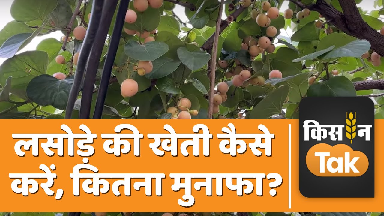 Pushkar की टॉप फसल है Lasoda, जानें इसकी कैसे की जाती है खेती #lasodafarming | Kisan Tak
