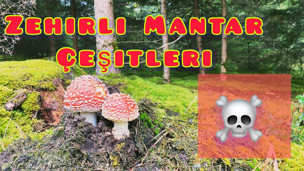 Zehirli Mantar Çeşitleri 🍄 💀
