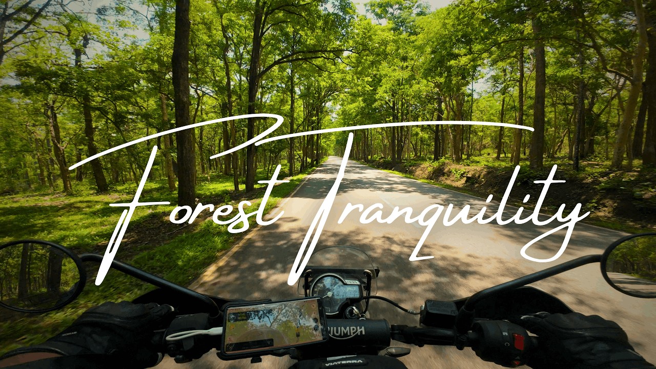 Bandipura Forest POV Ride | Triumph Scrambler 400X | Raw Jungle Wilderness [4K UNCUT]