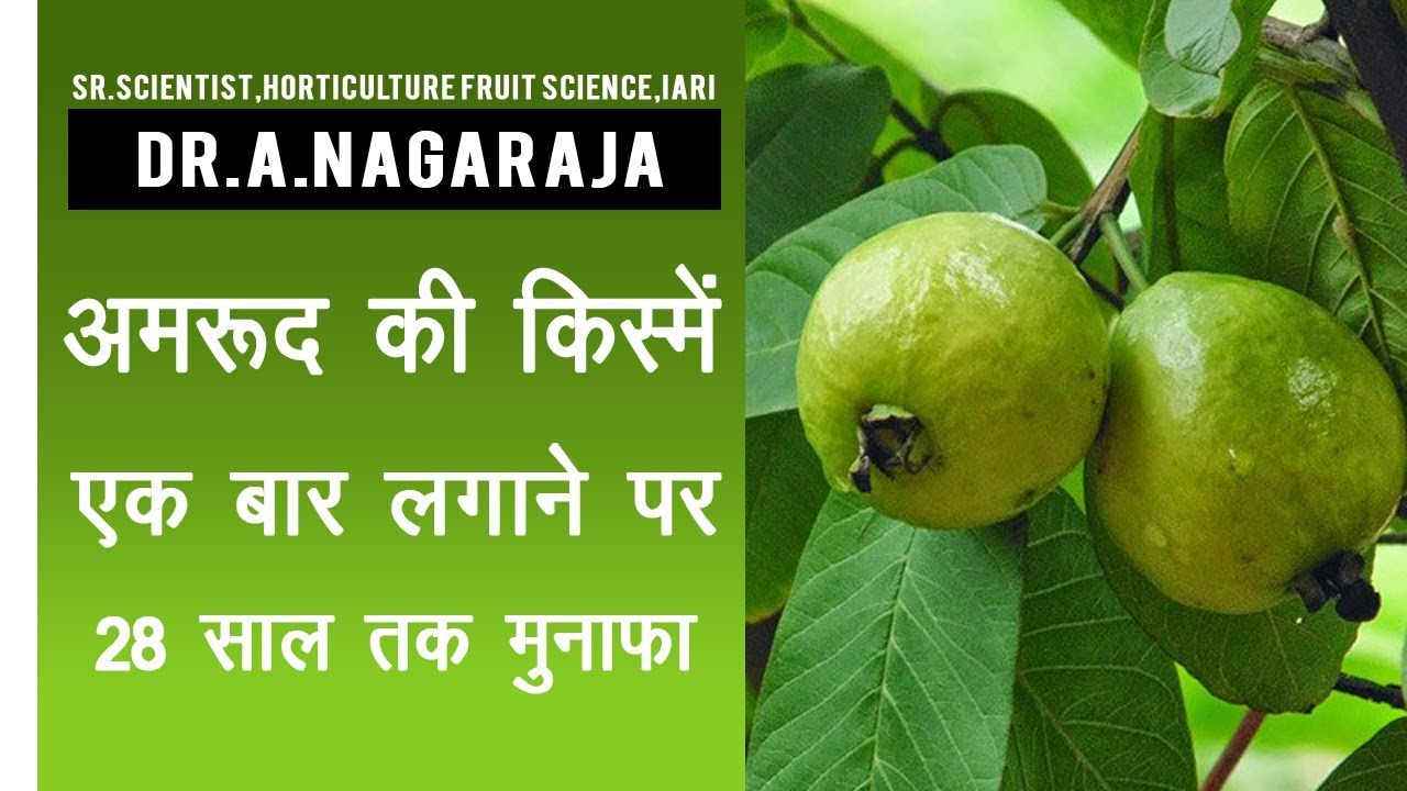 कैसे करें अमरुद की खेती? किस्में, बिजाई, पौधे की देखभाल | Guava Cultivation| Amrud ki kheti |