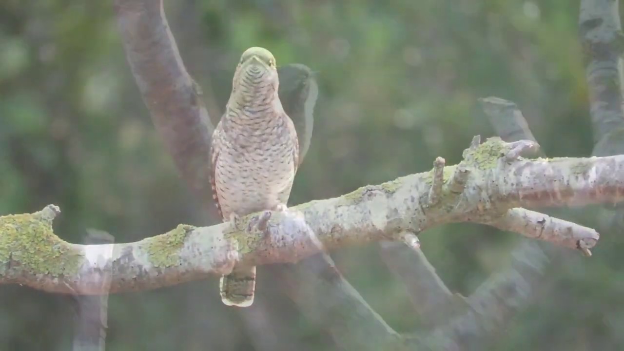 Birds of the Maltese autumn!