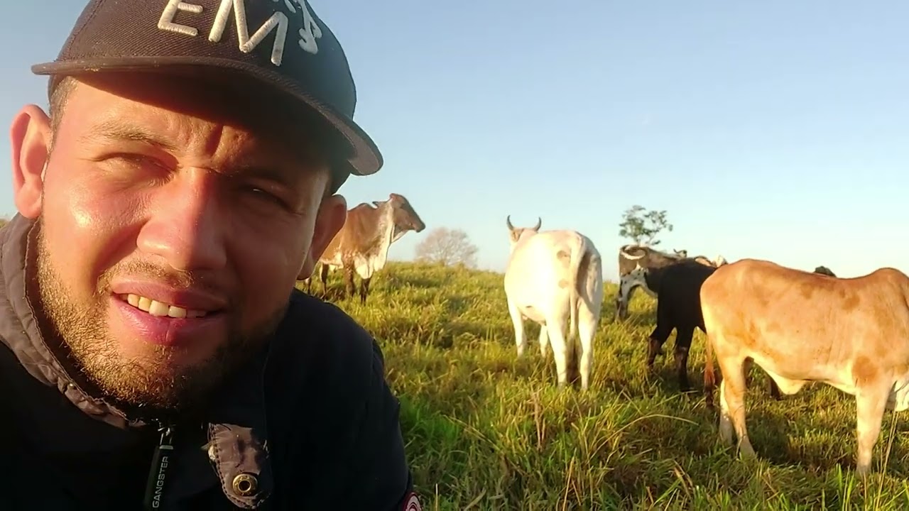 Com quantas vacas consigo viver de gado de corte.  E as dificuldades.