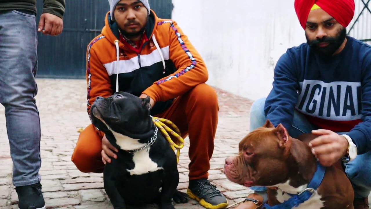 American Bully Kennel || Simrat Bully Kennel || Am Bully All Size || Scoobers