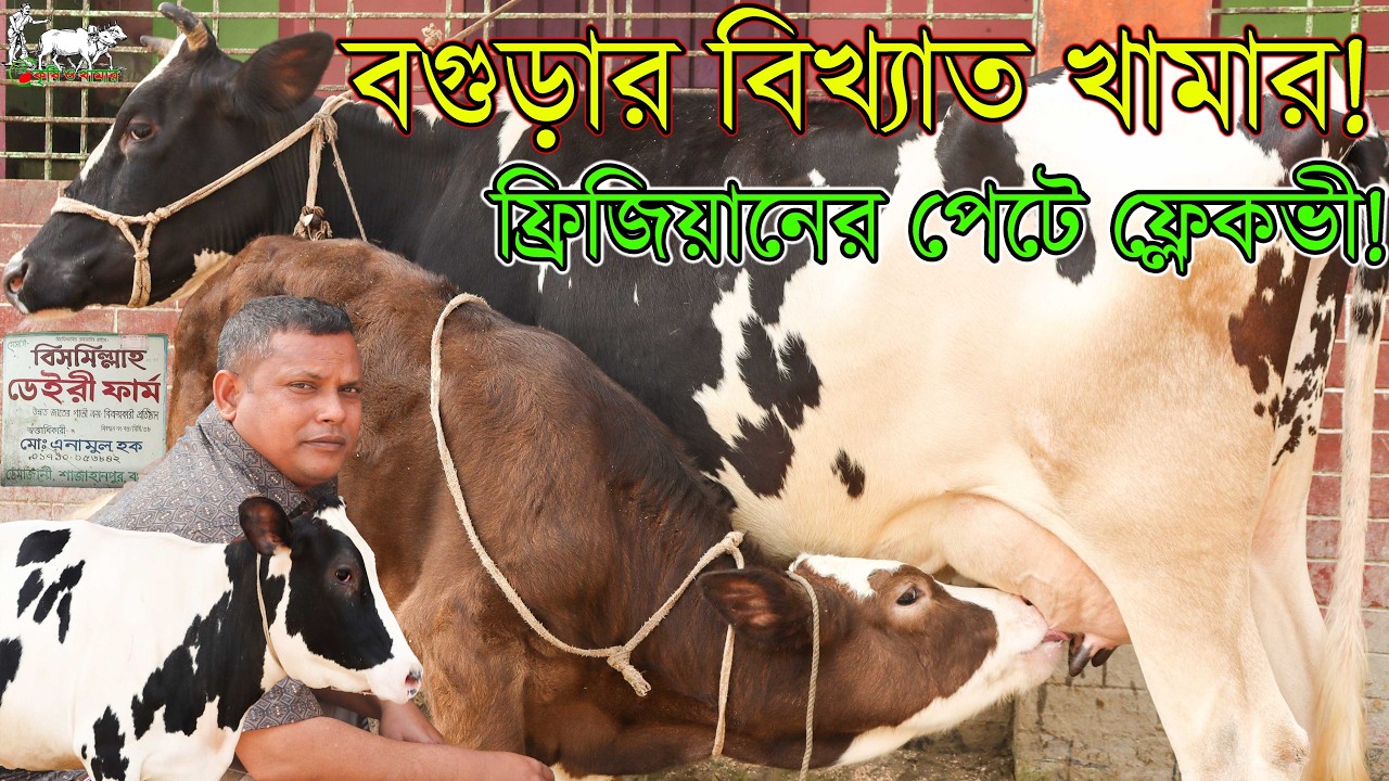উত্তরবঙ্গের সবচেয়ে জনপ্রিয় পাইকারীর অন্যতম বড় বিক্রয়কেন্দ্র বিসমিল্লাহ ডেইরী ফার্ম থেকে প্রতিবেদন।।