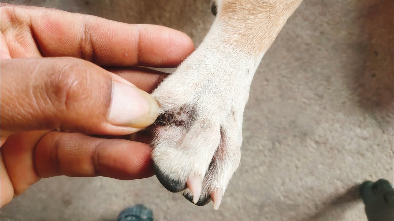 Gentle Flea Cleaning for a Happy and Healthy Puppy 