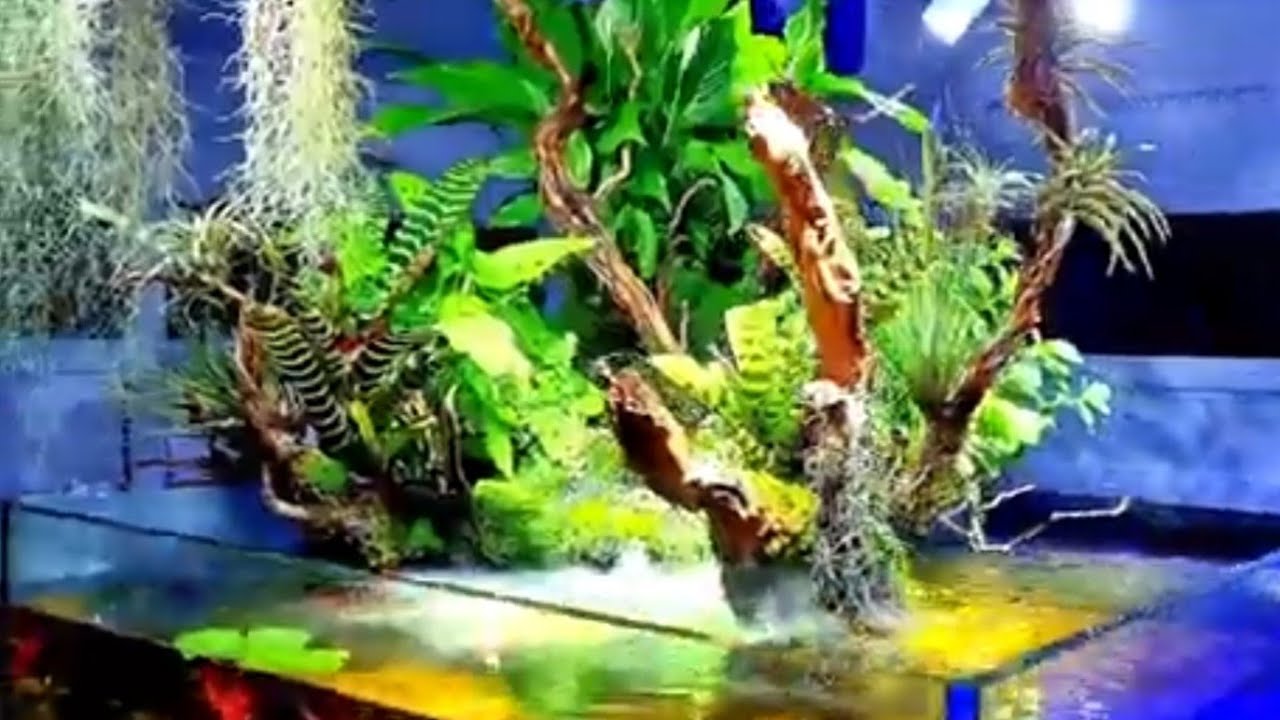 Mega Aquarium Shallow Tank cm 100x100 by @natureaquariumdesign