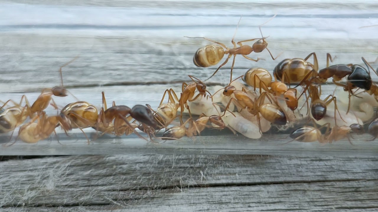 Camponotus baldaccii