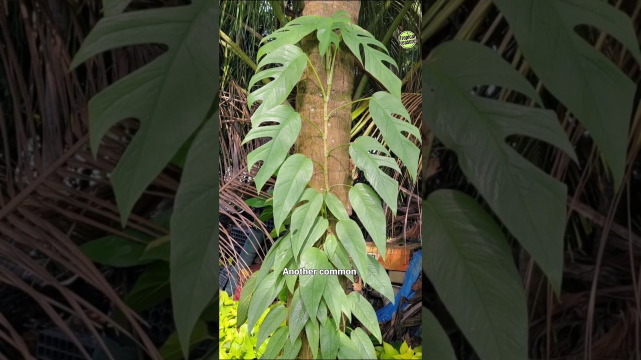 COMPLETE CEBU BLUE GUIDE | Epipremnum Pinnatum Care + Propagation Tips #cebublue #houseplant