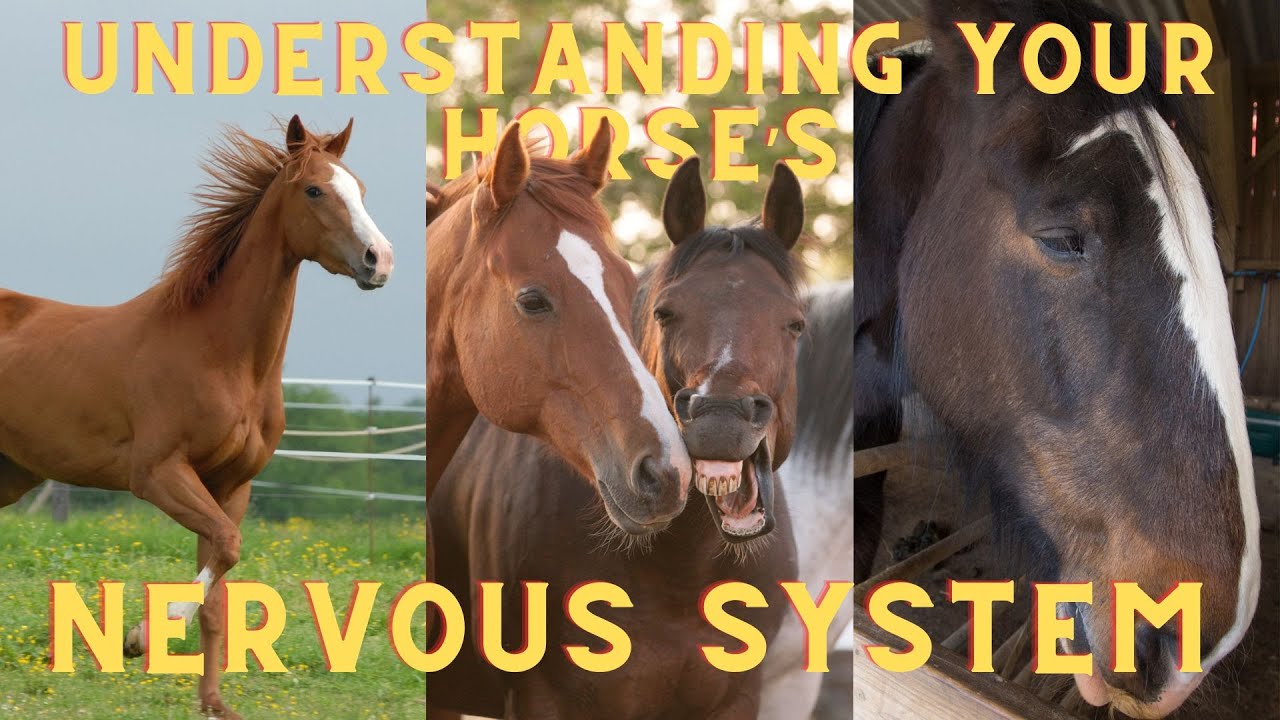 Understanding Your Horse's Nervous System States