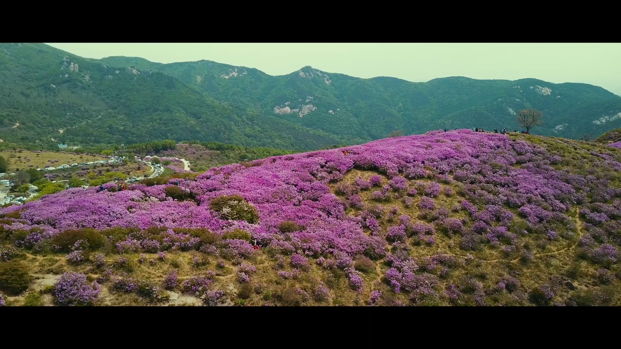 황매산 - 철쭉