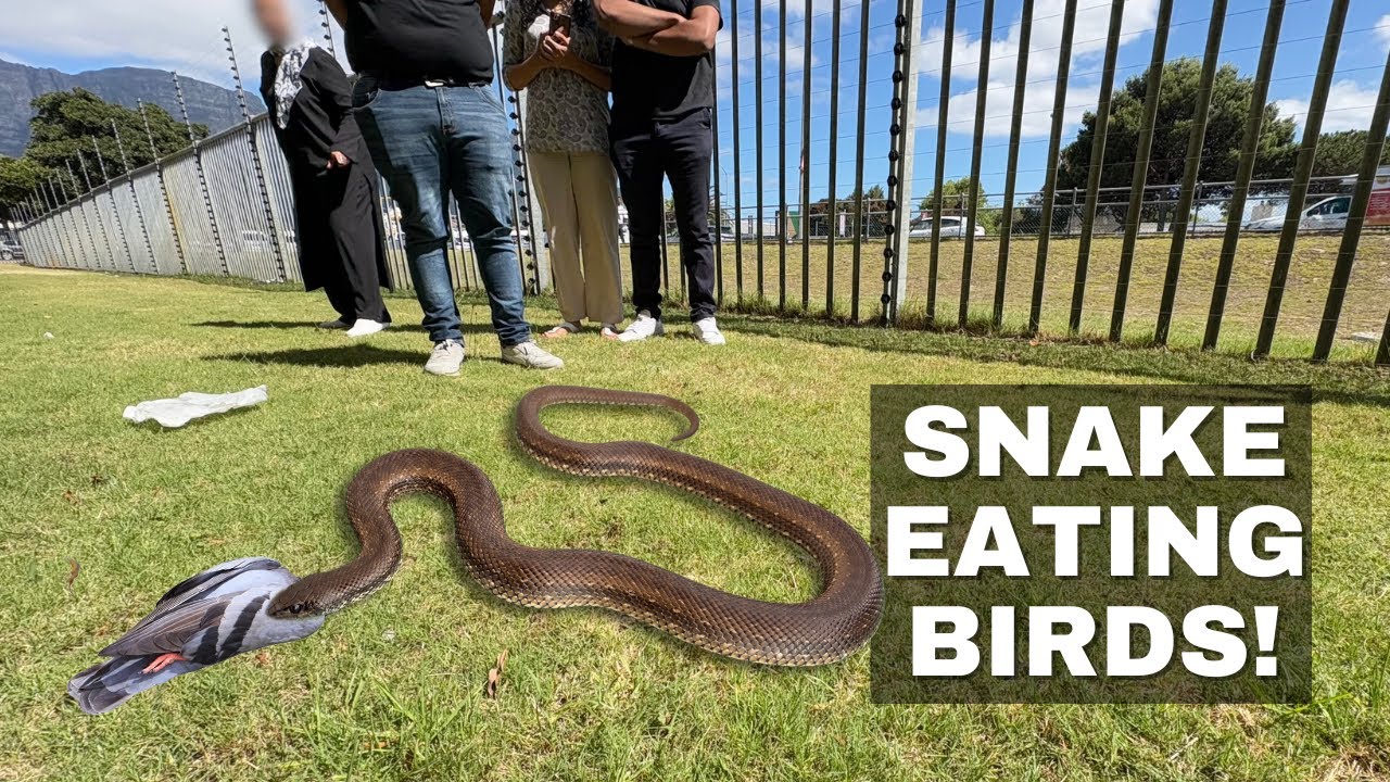 Snake Eating BIRDS.