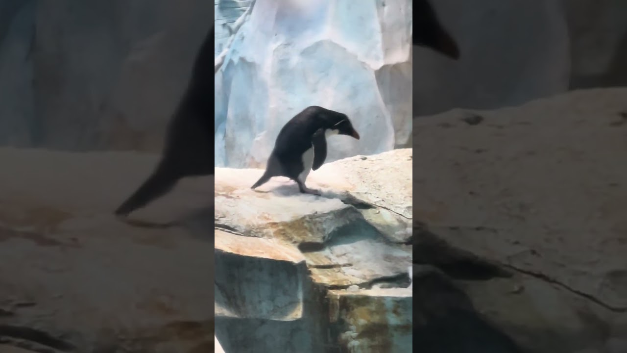 Penguins 🐧 🐧 at sea 🌊 world abudhabi 🐧 