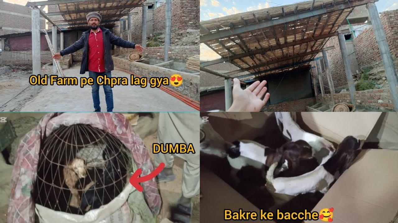 Old Farm pe chpra lag gya😍|AAJ baba ne surprise de diya|Bakri ke bacche dekhe😍