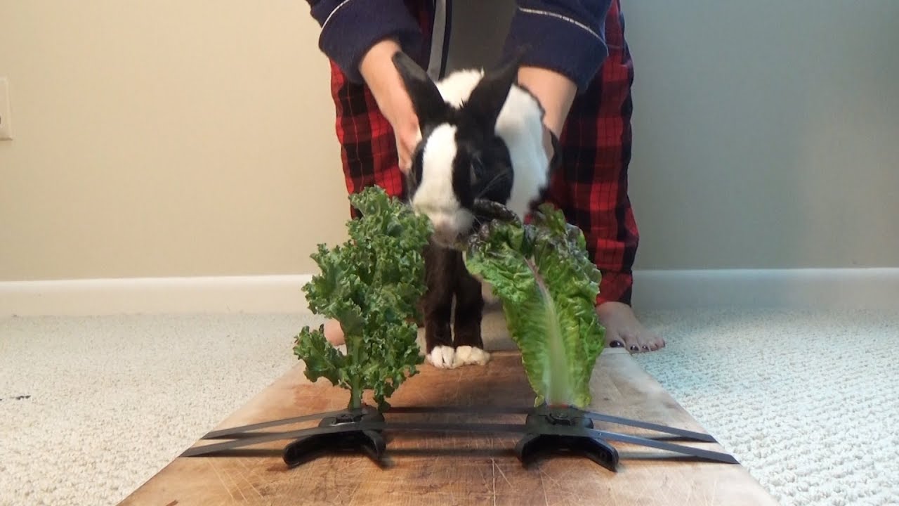 Rabbit Taste Test eating ASMR - Kale or Lettuce?