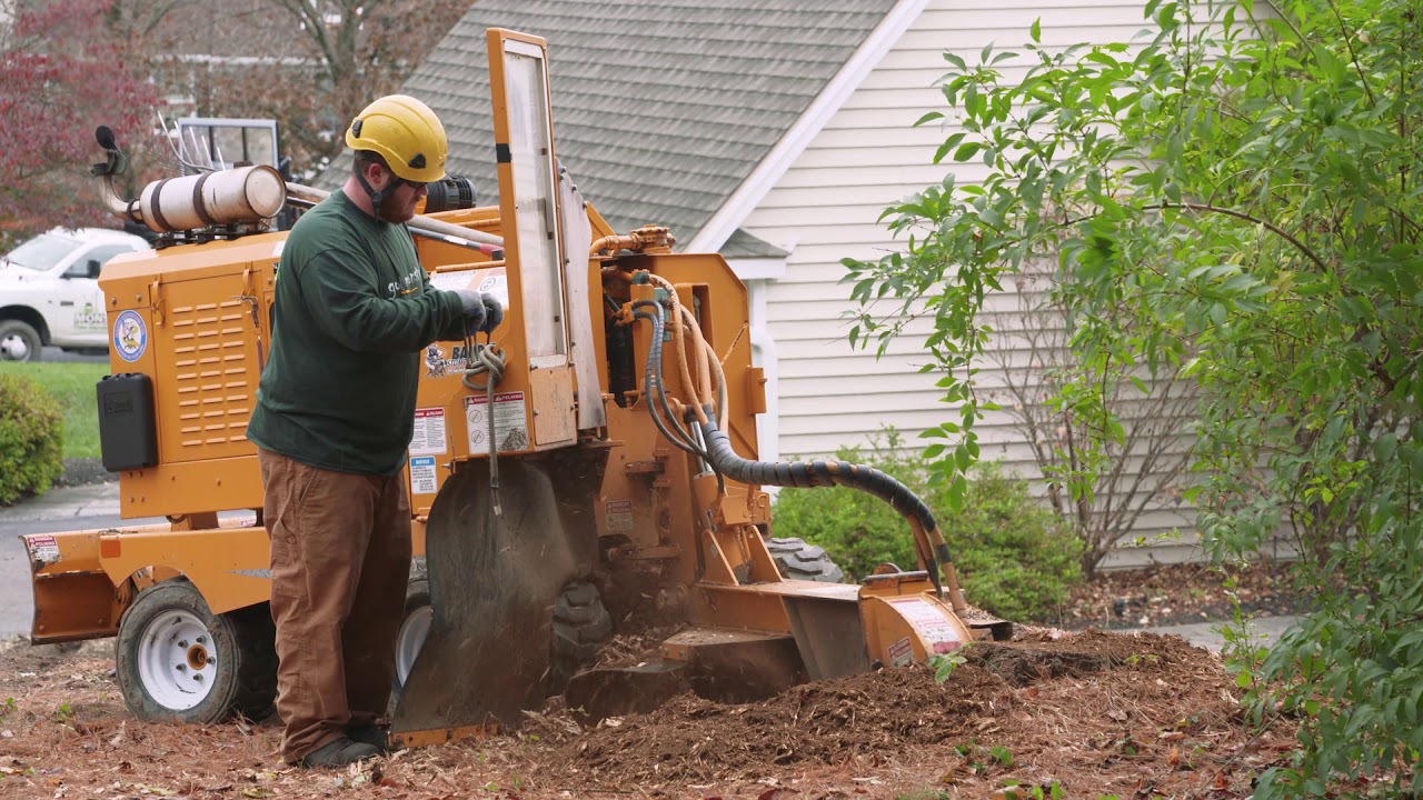 Steve Young - Monster Tree Service Day in the Life