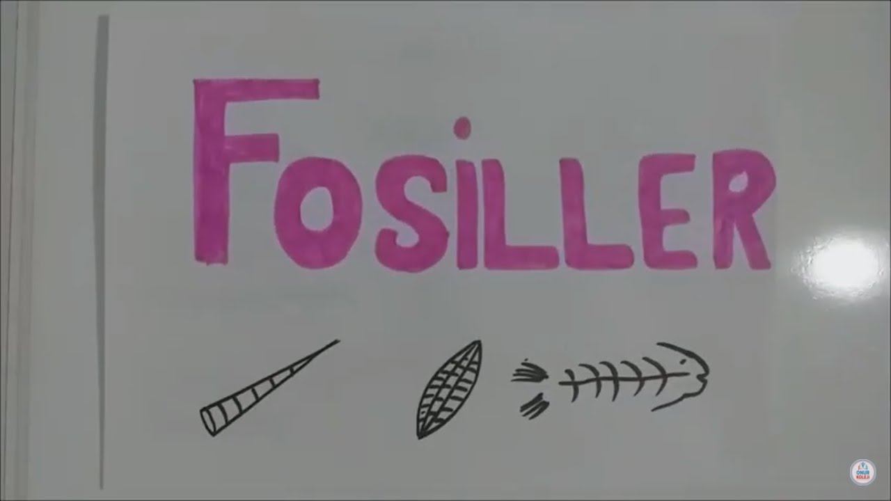 4.sınıf Fen Bilimleri - Fosiller