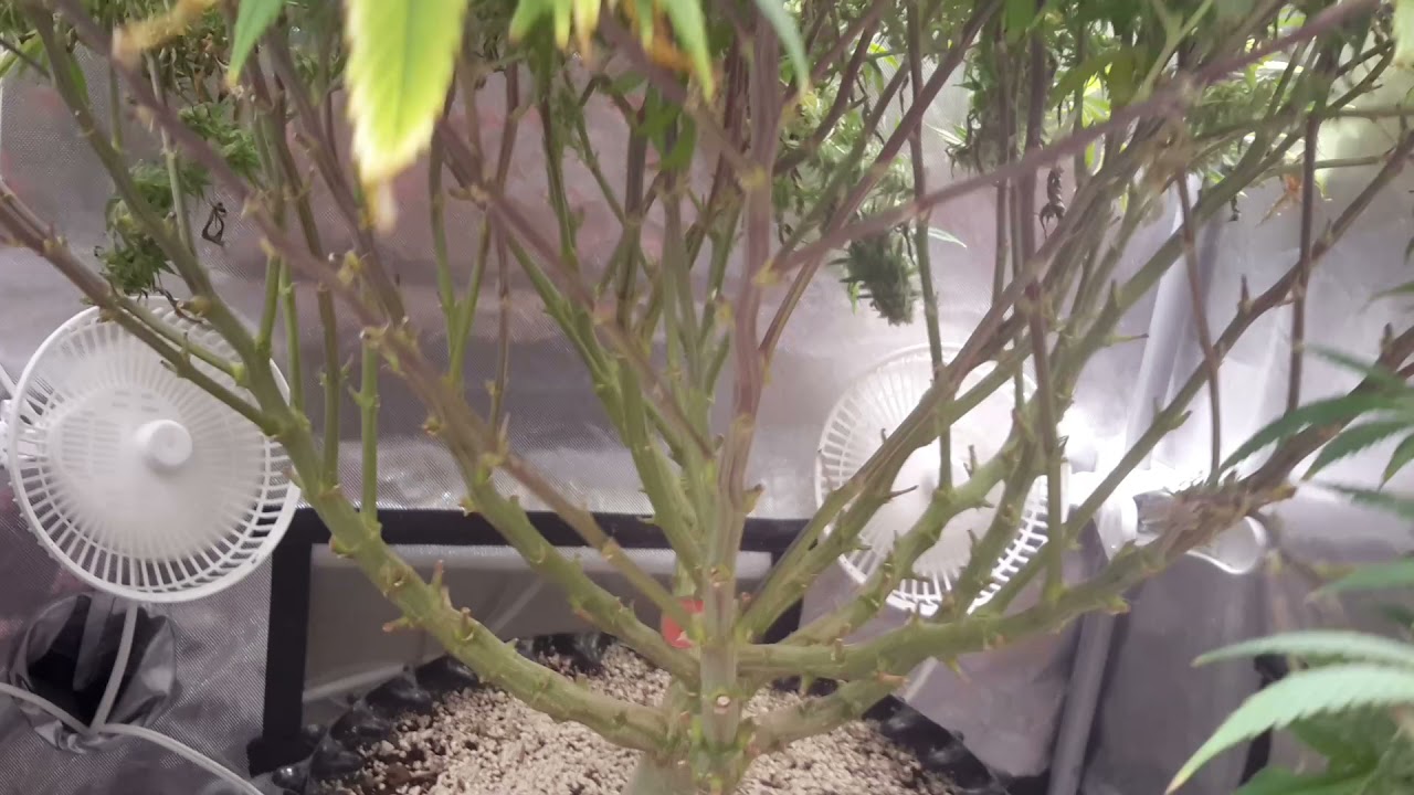 Seedsman Black Sugar Grow - Flower Day 49.