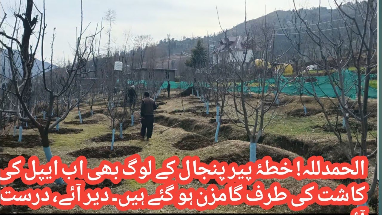 Alhamdulillah The people of the Pir Panjal region have now stepped forward towards apple cultivation