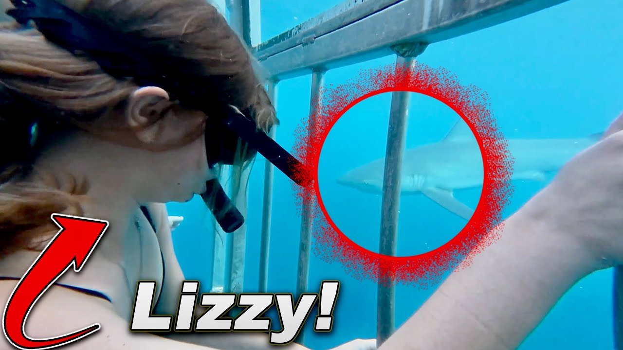 DARED To Swim With SHARKS!