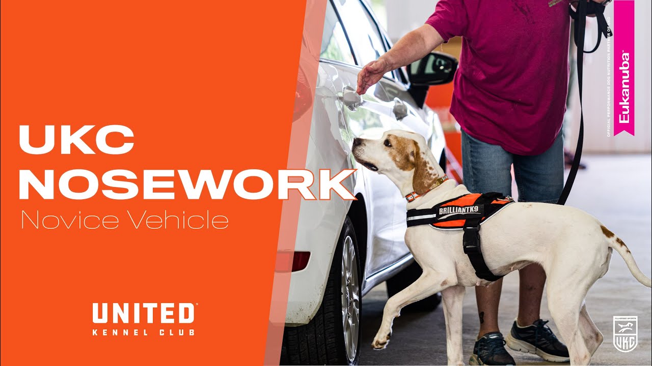 UKC Nosework: Novice Class: Vehicle