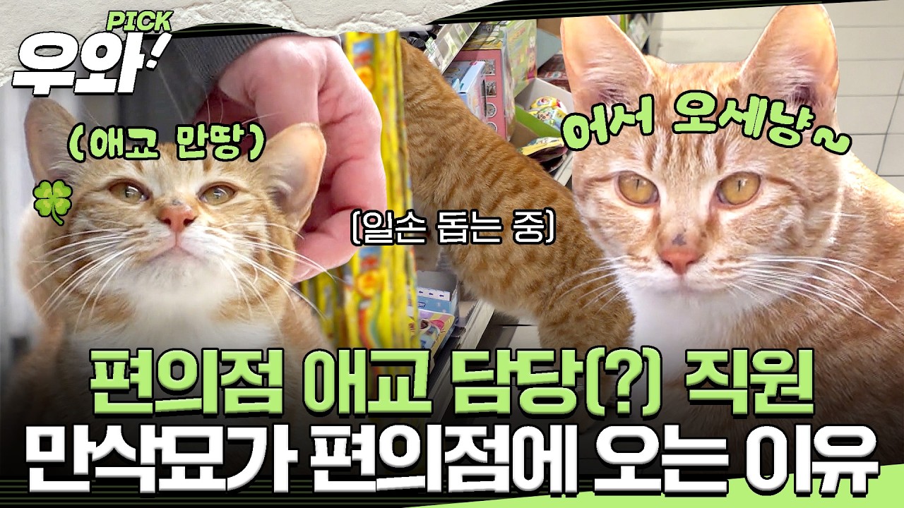 [⭐‍️#우와픽] 편의점에서 일손 돕는(?) 만삭 고양이! 냥이의 위험천만 출산기🍼 #TV동물농장 #우와한비디오 #우와비