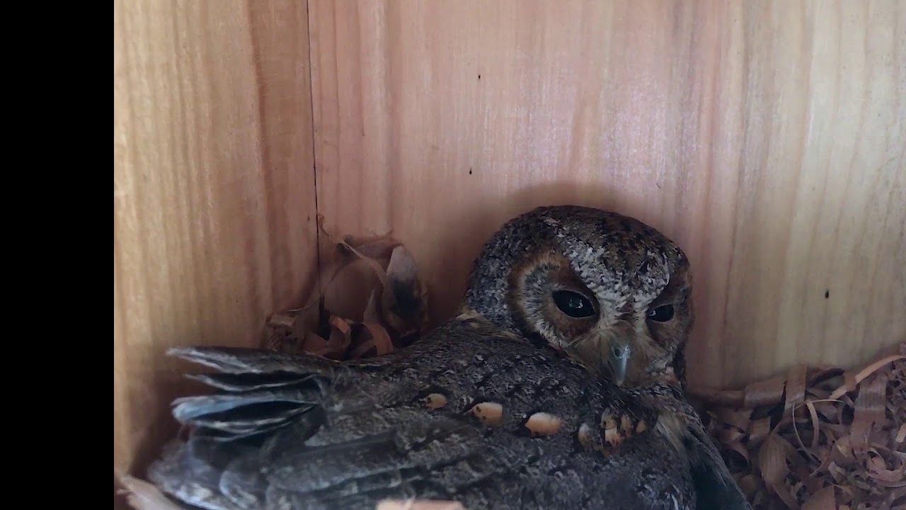Flammulated Owl