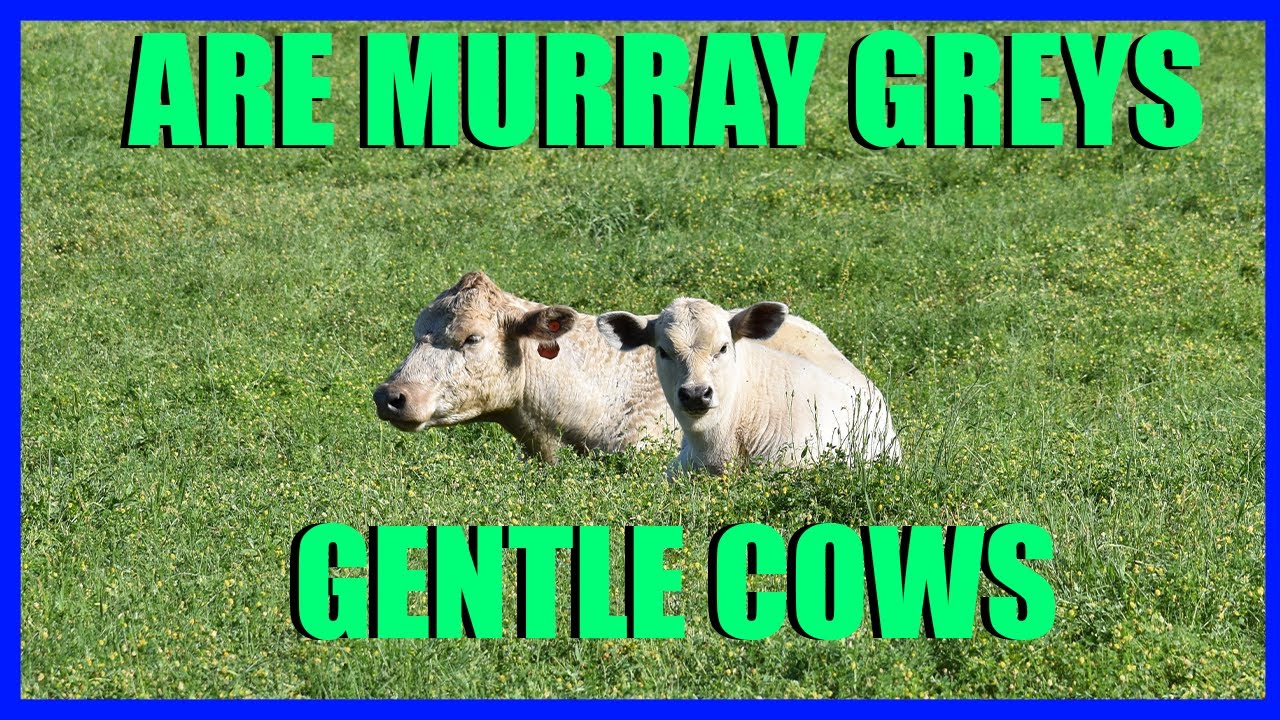 Are Murray Greys Gentle Cows?
