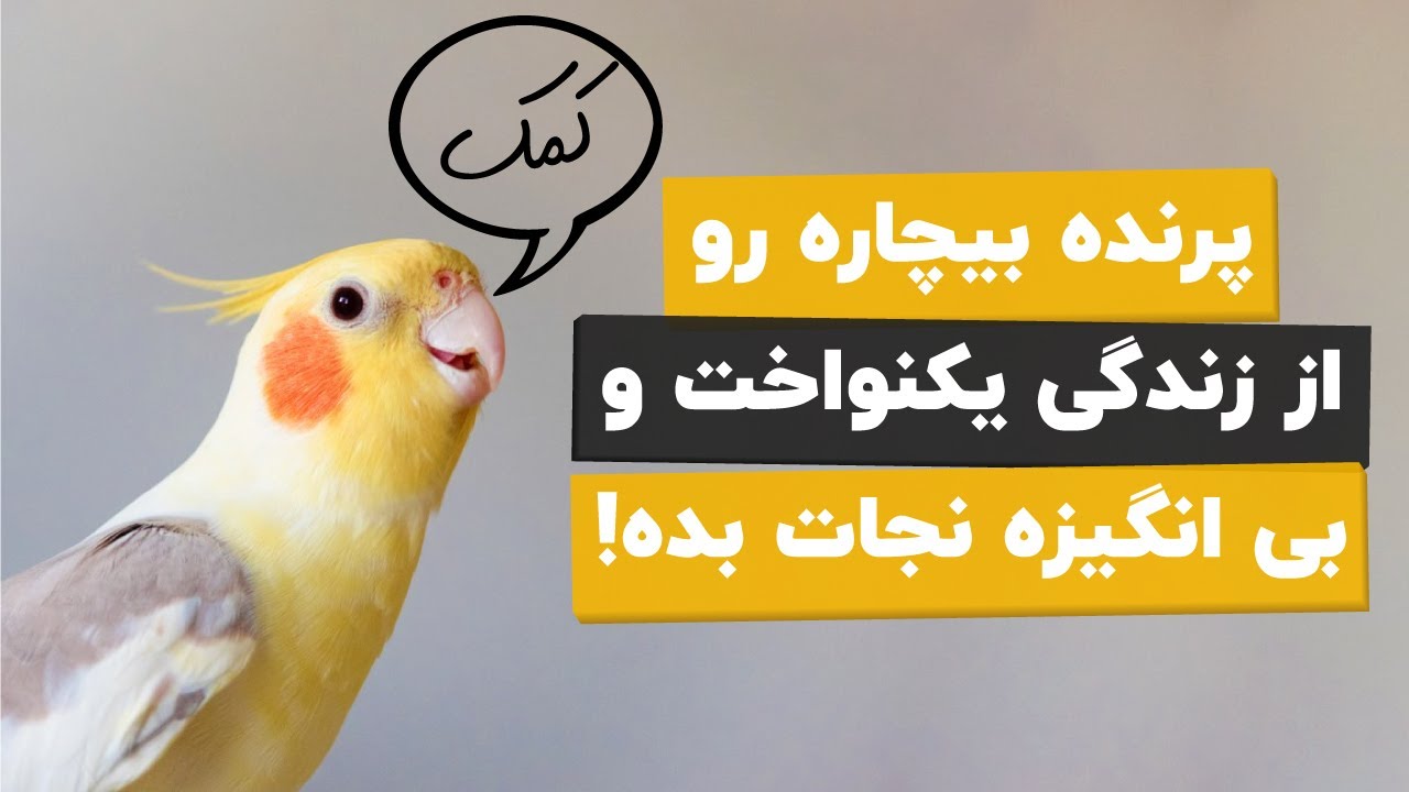 چهار بازی بامزه و هیجان انگیز که میتونین با پرندتون انجام بدین