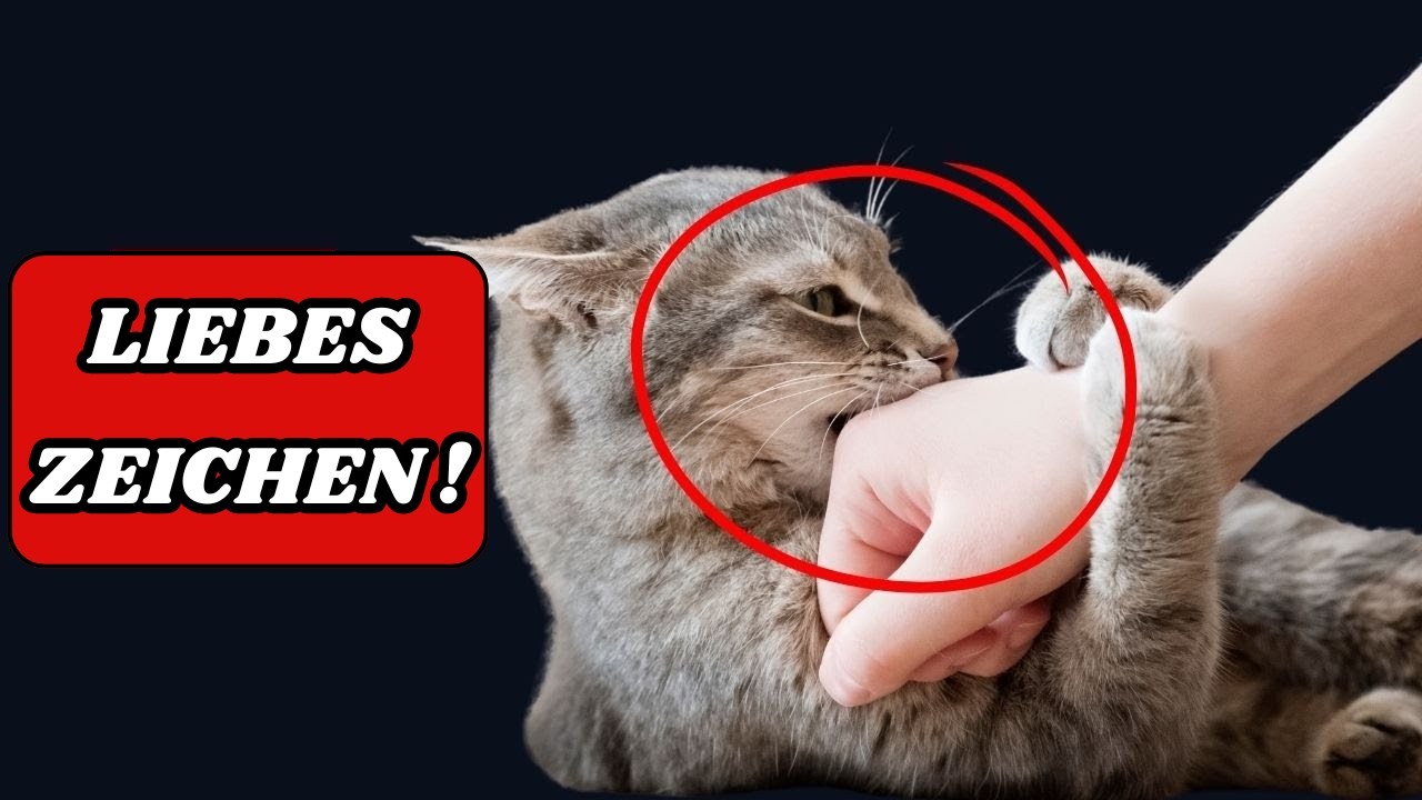 16 Anzeichen, dass deine Katze dich als Elternteil betrachtet! 😻