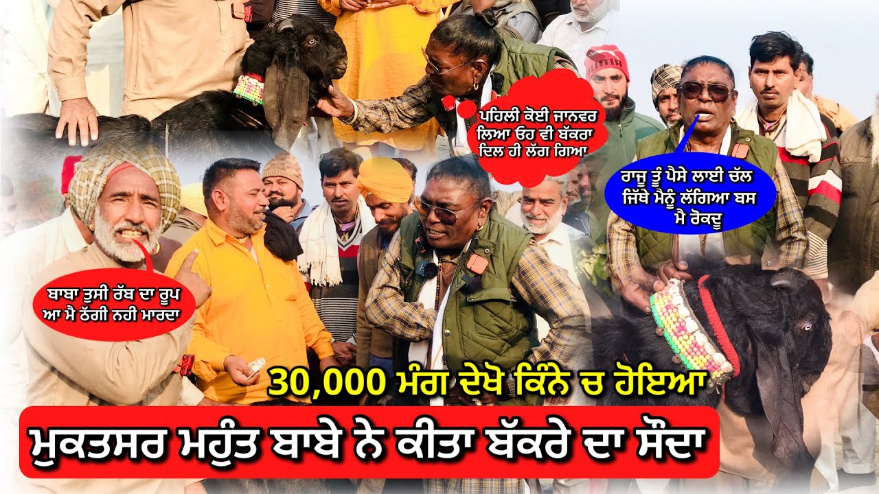 ਮੁਕਤਸਰ ਵਾਲੇ ਮਹੁੰਤ ਬਾਬੇ ਨੇ ਖਰੀਦਿਆ ਬੱਕਰਾ ਰਾਜੂ ਨੇ ਸਾਰੀ ਮੰਡੀ ਦਖਾਈ ਤੇ ਫਿਰ ਕੀਤਾ ਸੌਦਾ #tungwalibakramandi