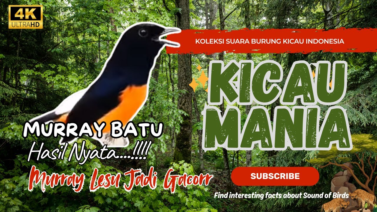 Pancingan Murai Batu Susah Bunyi - Sekali Dengar Langsung Emosi, Nyaut, dan Bongkar Isian