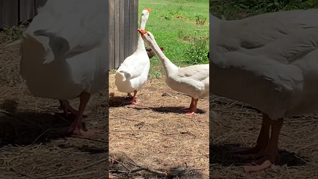 Goose gans // ganso oca
