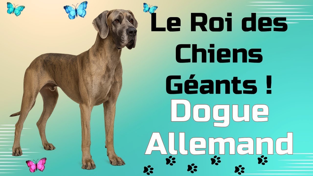 Le Dogue Allemand : Le Géant au Cœur Doux