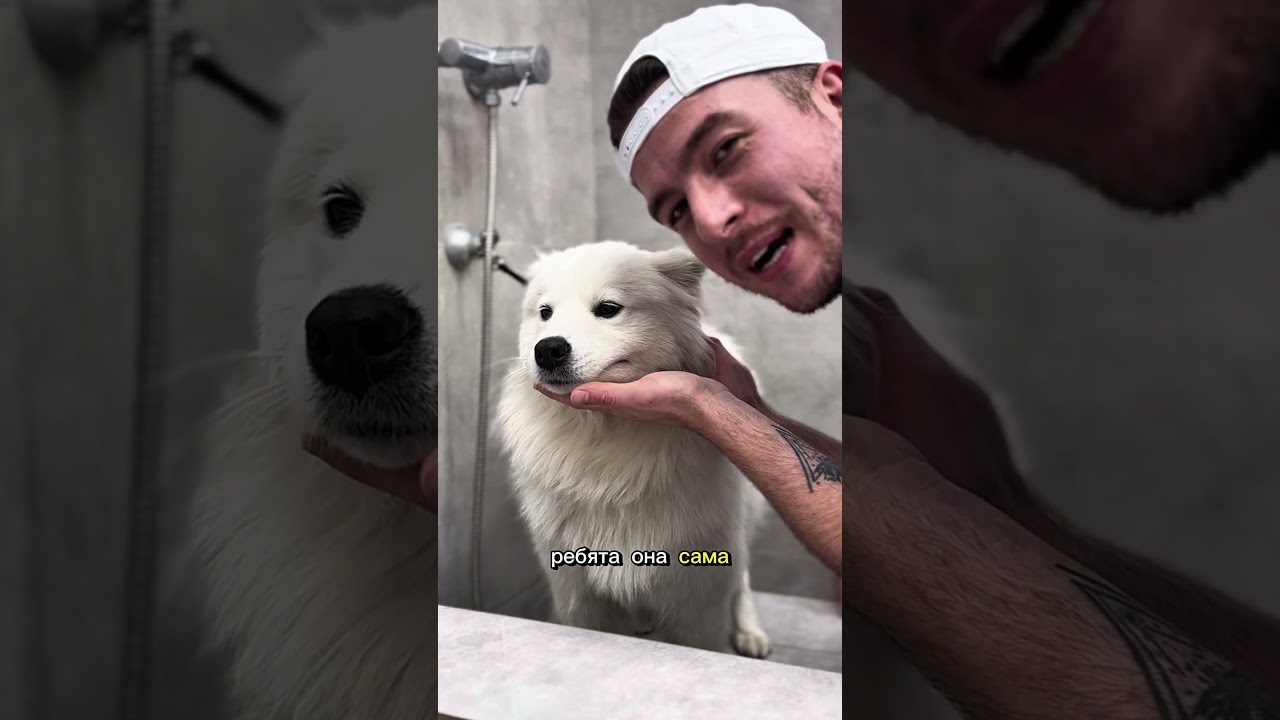 САМОЕД И ШОКОЛАДКИ В ГРУМИНГ-САЛОНЕ #grooming #dogs #samoed #pets #собаки #самоед #груминг