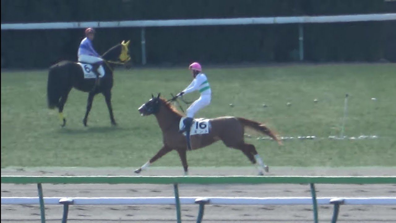 【競馬ハプニング】第１話  津村騎手の災難「暴走娘 ミント」 現地映像