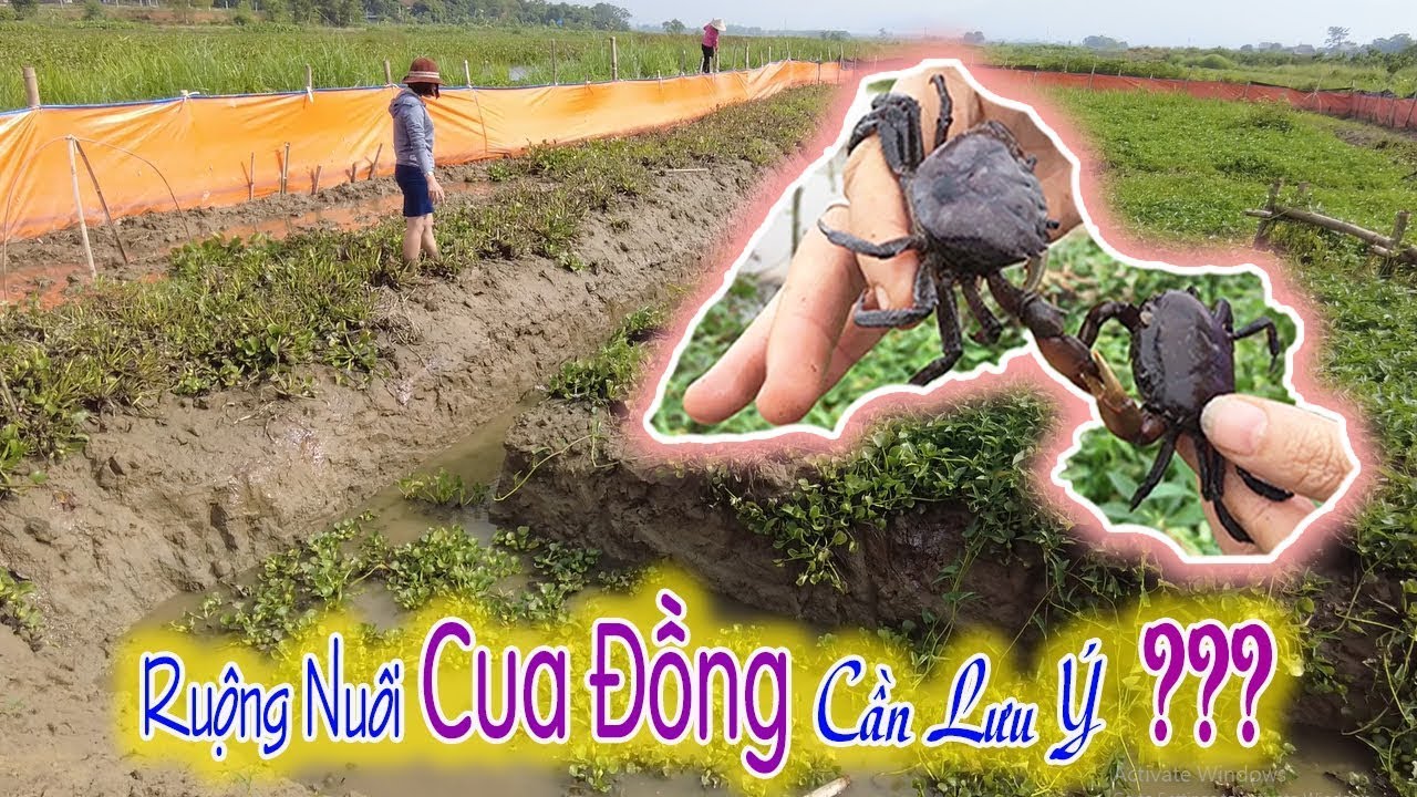 Chuẩn bị ruộng nu&ocirc;i cua đồng | Kỹ Thuật Nu&ocirc;i Cua đồng