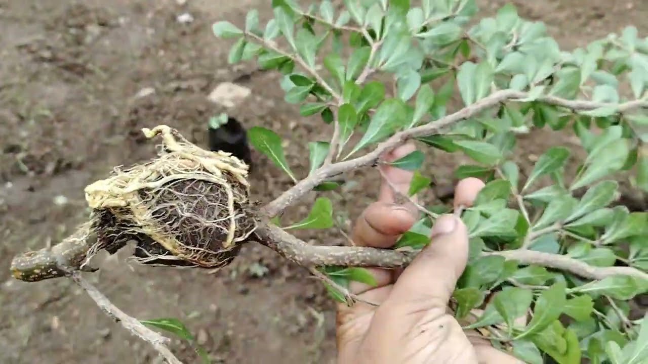 Terminalia Mantaly 🌲 Air Layering Method Propagation , Branch Cutting Method ( Used Cocopeat+Clay )