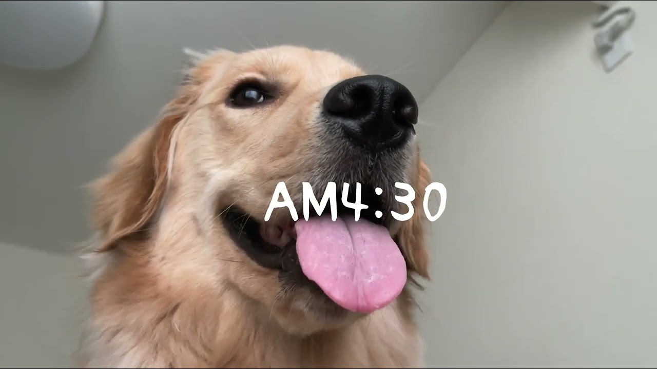 初めて愛犬と一緒に寝たらこうなりました...