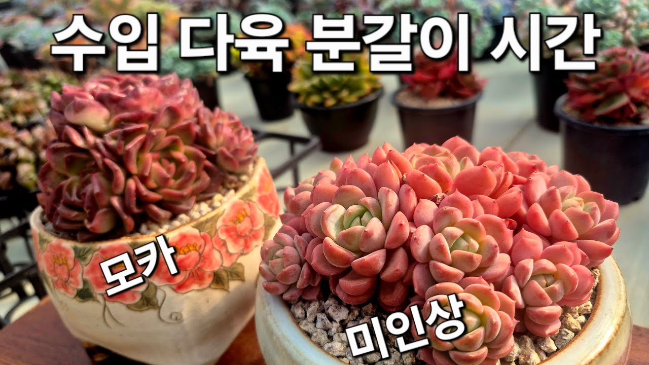 오늘은 수입 다육 모카 & 미인상 분갈이 💕