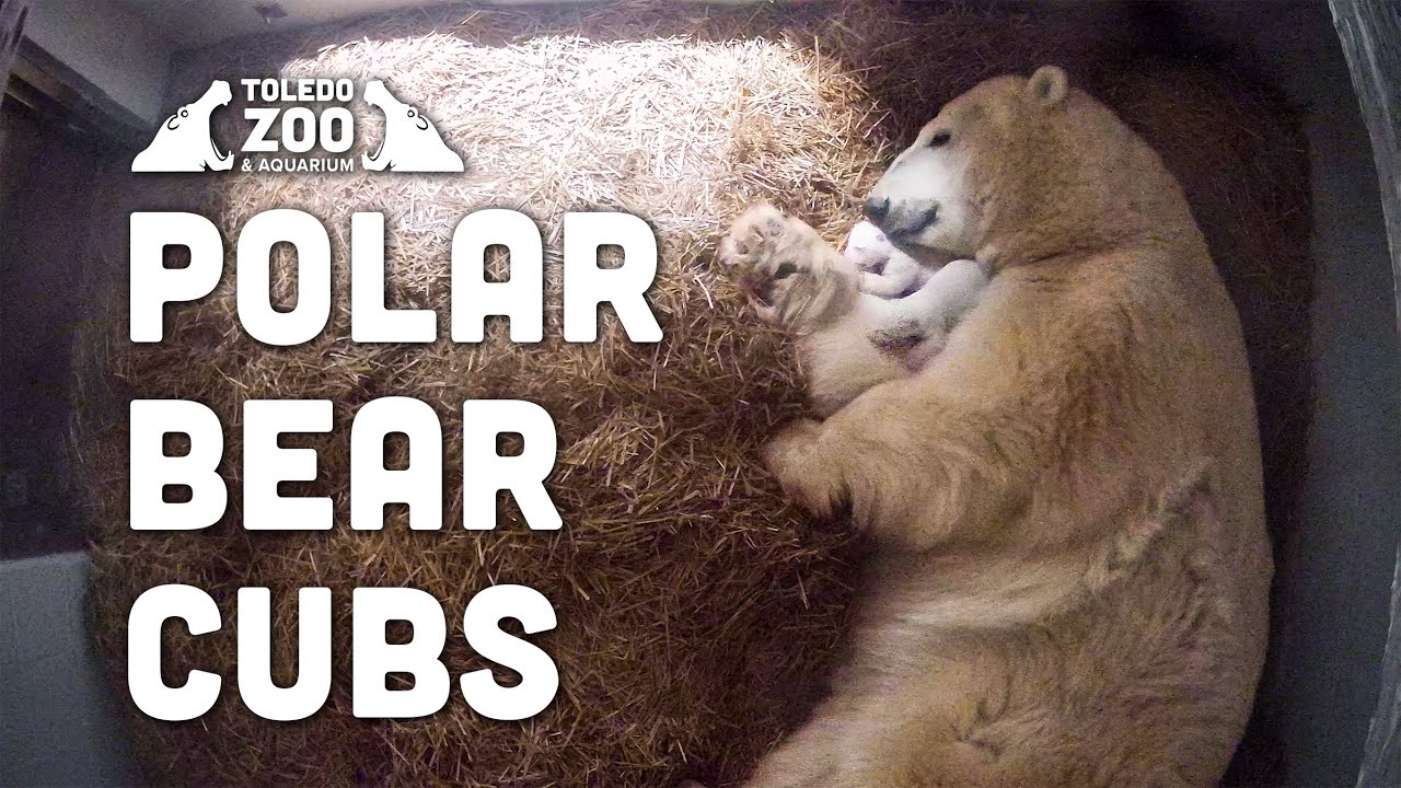 Polar Bear Den, Toledo Zoo | 1 Hour Replay